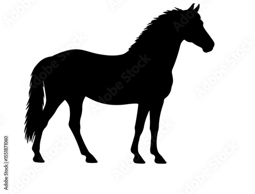  Baluchi horse in silhouette pure white background.