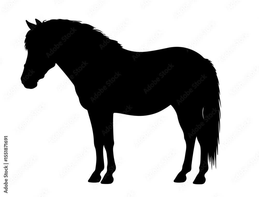 Obraz premium Batak pony in silhouette pure white background. 