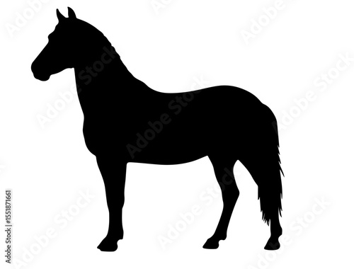 Batak Pony Horse in silhouette pure white background.