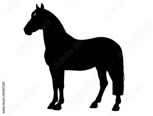 Breton bidet Horse in silhouette pure white background 