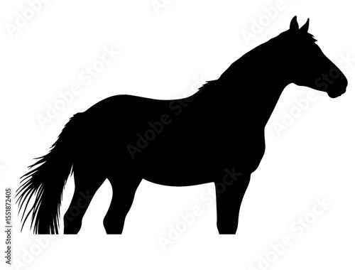 Camargue horse in silhouette pure white background. 