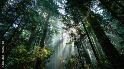 The fairyland-like natural scenery