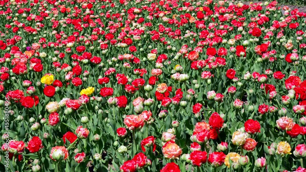 Colorful field of blooming tulips featuring vibrant red, yellow, and pink flowers in full sunlight, showcasing lush green foliage in a garden setting. Colorful field of blooming tulips featuring vibrant red, yellow, and pink flowers in full sunlight, showcasing lush green foliage in a garden setting.