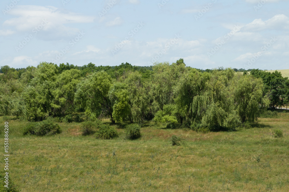 Obraz premium A forest of trees