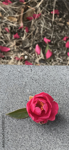 red flower on stone background