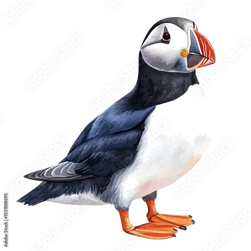 Puffin Close Up, watercolor painting vector, isolated on a white background.