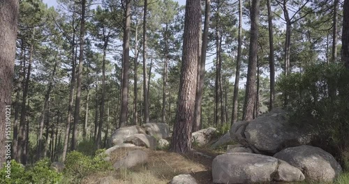 Drone going through the forest