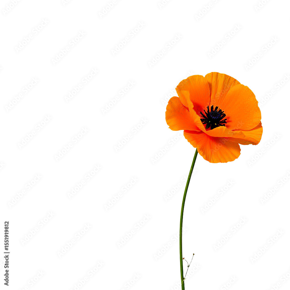 Fototapeta premium A striking close-up of a bright orange poppy flower isolated against a black background.