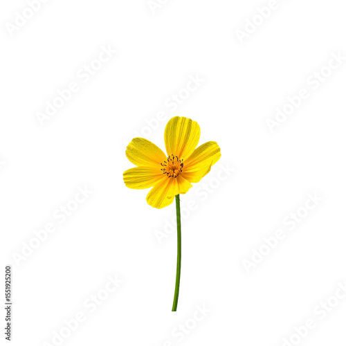 Wallpaper Mural A single bright yellow cosmos flower stands tall against a black background, showcasing its delicate petals and vibrant color. Torontodigital.ca