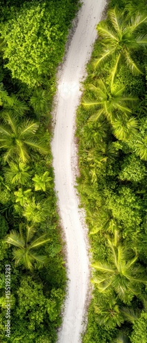 Serene Aerial View of Winding Path Through Lush Green Jungle