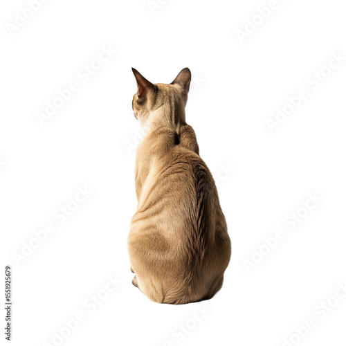 A sleek siamese cat with light brown fur sits facing away from the camera on a green background