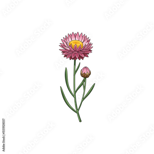 Colorful flat icon of everlasting flower with no white