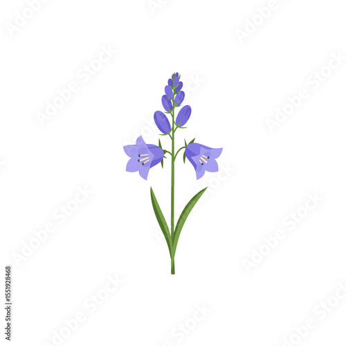Colorful flat icon of kentucky bluebell with no white
