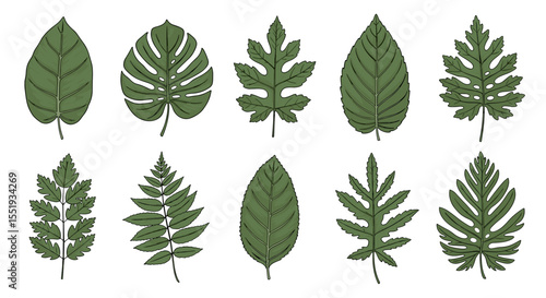 Illustration showing a variety of different types of green leaves with varying shapes and sizes on white