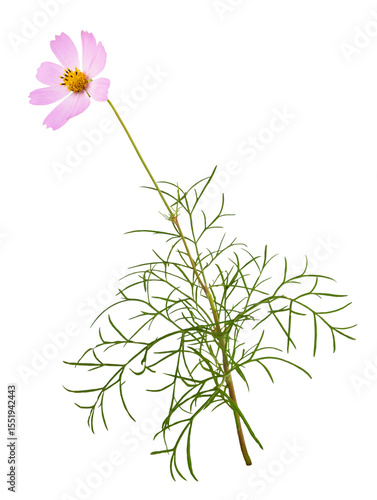 Pink cosmos flower and leav...