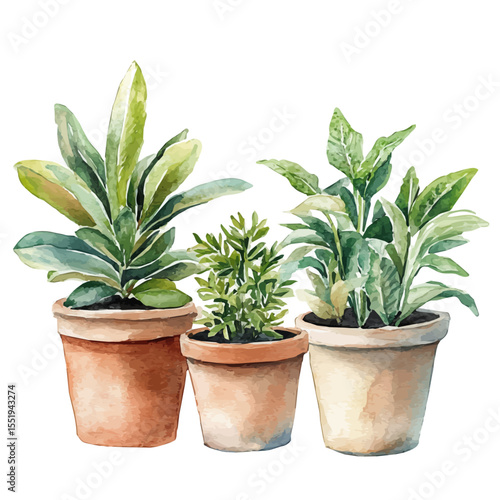 Plant Pots, watercolor drawing vector, isolated on a white background.