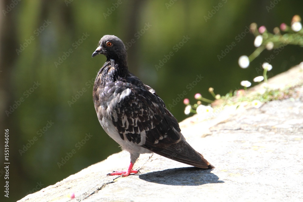 Fototapeta premium ave pomba - Columba livia