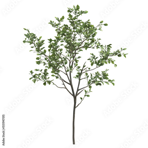 Small tree with light green leaves and thin branches on transparent background
