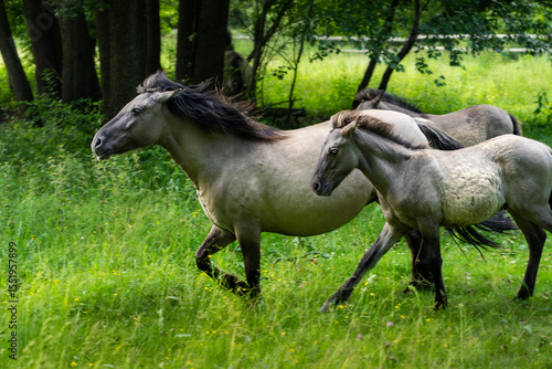 Polish Konik (Pony) Horses in Natural Habitat – Primitive, Hardy Polish Breed Known for Disease Resistance, Longevity, and Ability to Work Barefoot on Tough Terrain
