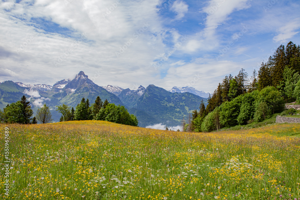 Fototapeta premium Alpine landscape with wildflowers, green hills, snowy mountains, and a valley in Switzerland.
