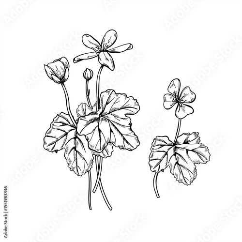 Monochrome flowering cloudberry bushes with leaves and blossoms vector illustration. Nordic plants for botanical guide, nature design, botanical print, and organic product packaging, herbal medicine