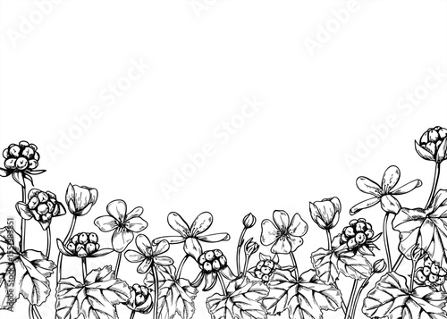 Cloudberry flowers, berries and leaves horizontal monochrome vector frame with empty space for text. Scandinavian marsh berry etching drawing for Nordic botanical designs, organic product packaging