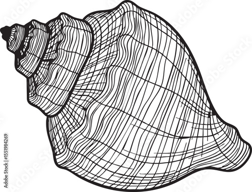  detailed vector illustration of a sea shell, featuring a meticulously crafted outline with intricate details, showcasing the shell's natural curves and textures.