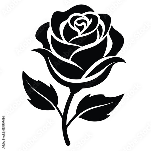 black rose vector illustration