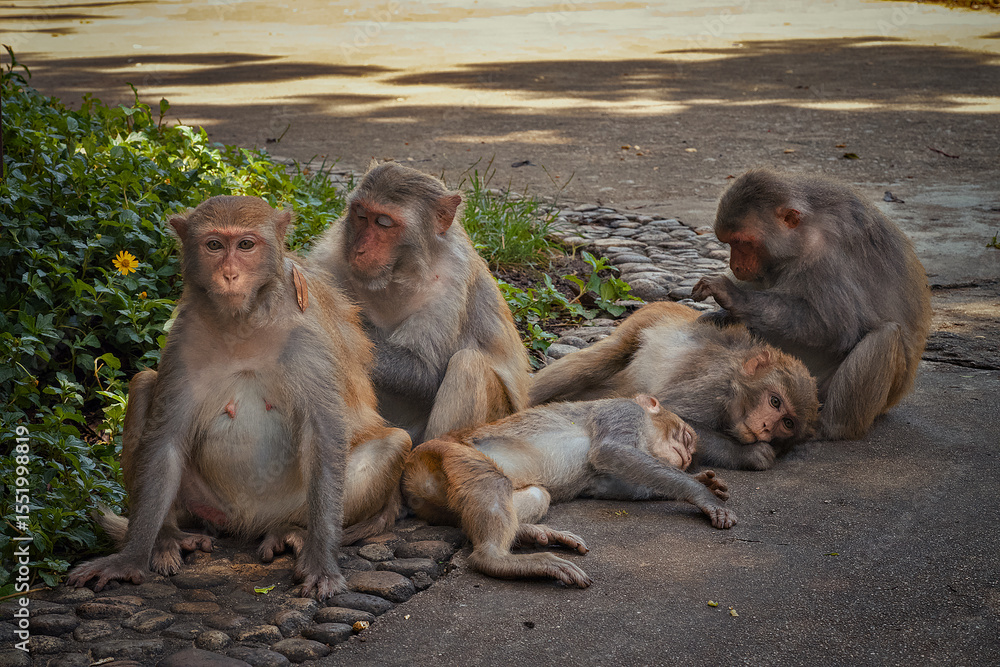 Naklejka premium A group of monkeys is currently laying comfortably on the ground