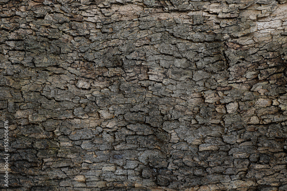 tree bark texture background photo tree bark texture background photo