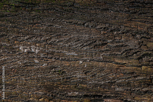 tree bark texture background photo