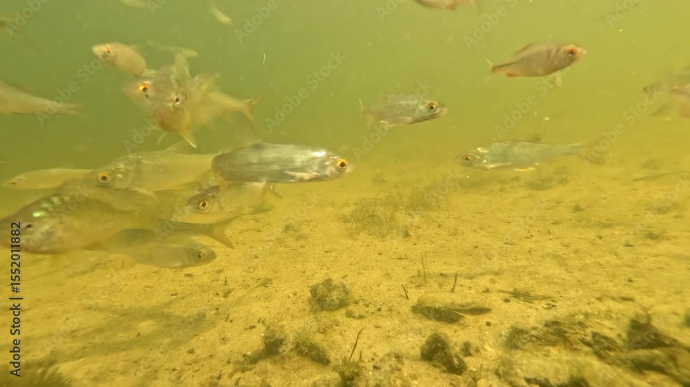Many tiny fish in their natural underwater habitat. Close-up view of a ...