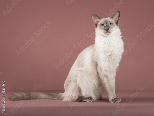 Foto Slender adorable balinese cat on pink isolated background