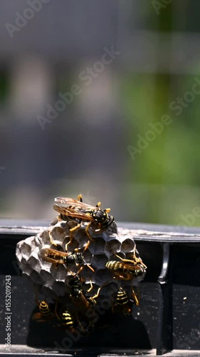  Group of Paper Wasps on Nest Outdoors. Polistes dominula wasp nest. Time lapse. Zoom out.