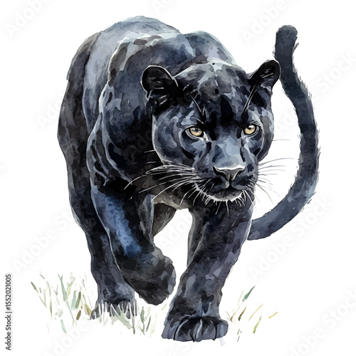 Panther Close Up, watercolor drawing vector, isolated on a white background.