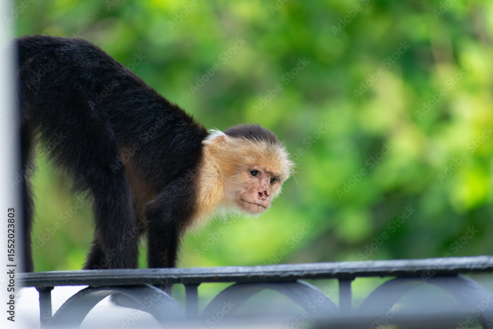 Naklejka premium White Face Monkey
