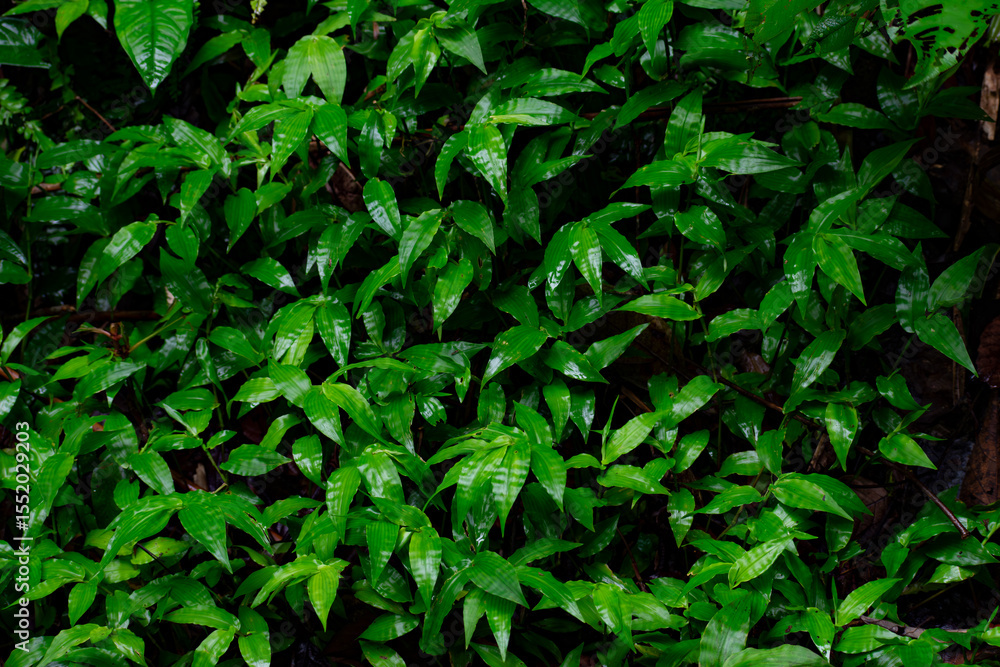 Rainforest Foliage Rainforest Foliage