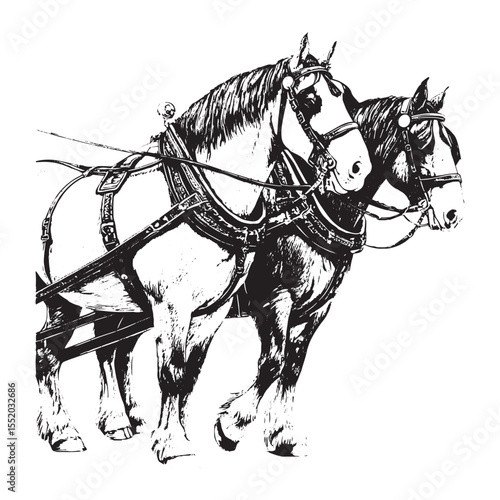 Two powerful draft horses wearing harnesses and bridles are depicted in a striking black and white illustration against a white background