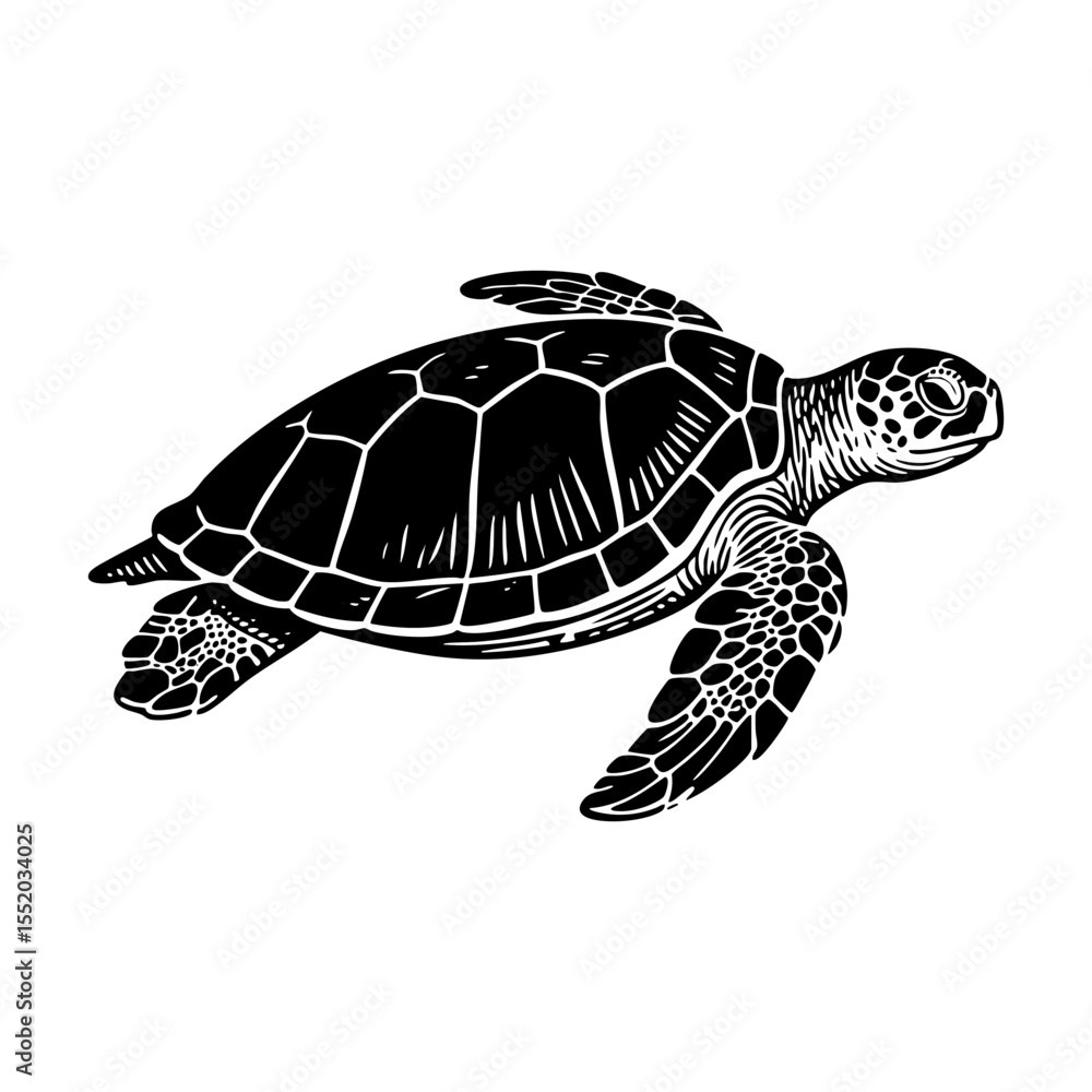 Fototapeta premium Sea turtle engraving black and white outline. Scratch board imitation. illustrated in vintage line art style on a white background.