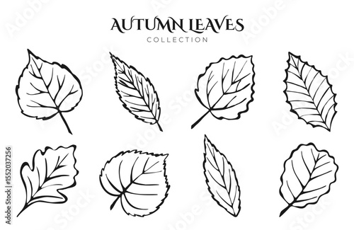 Autumn Leaves Hand Drawn Sketch Outline Set Different Trees Elm poplar linden ash Leaf line Art Ink Collection for Coloring Books, Pattern, Card, Poster. Foliage Contour Isolated on White Background.