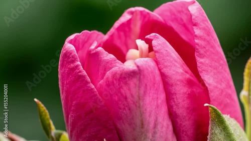 Pink Flower Bud Opening in Garden Setting
