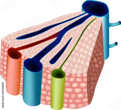 A medically accurate 3D illustration of a liver lobule cross-section, showing the internal microanatomy including the central vein, portal vein, hepatic artery, bile duct, and surrounding hepatocytes.
