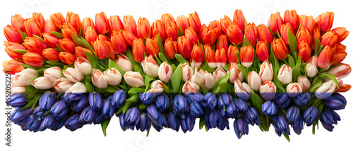 horizontal dutch flag made of blue, white and red tulip flowers  aesthetic organic composition perfect as an event, patriotic holiday accent isolated over transparent (white) background © MonkaLemonka