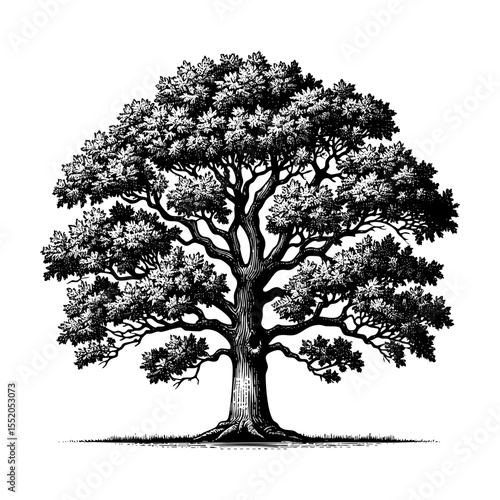 Oak tree sketch engraving black and white outline. Scratch board imitation.  illustrated in vintage line art style on a white background.
