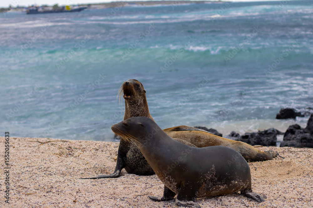 Fototapeta premium Baby sea lions at the beach at the Galapagos Islands