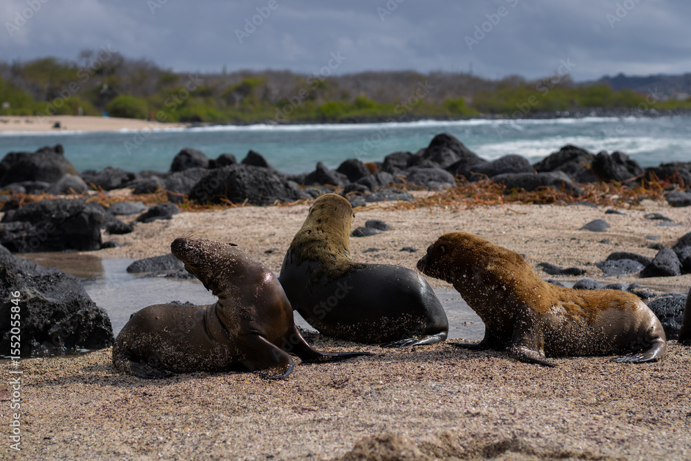 Fototapeta premium Baby sea lions at the beach at the Galapagos Islands