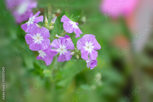 Phlox flower blooming in winter in India with very bright vibrant colors in small clusers.