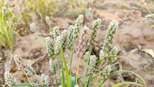 Ripping plant of Plantago Ovata crop field, Isabgol ripping plant