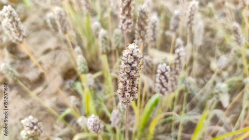 Ripped field of Plantago Ovata crop field, Isabgol ripped field