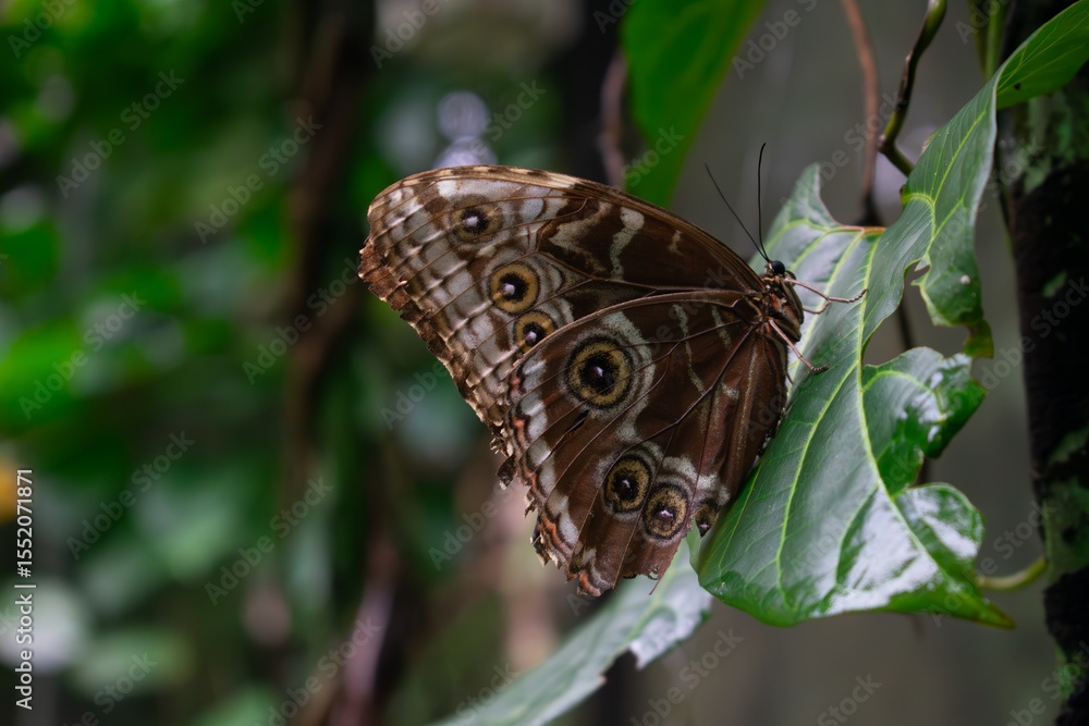 Fototapeta premium Blue Morpho Butterfly 